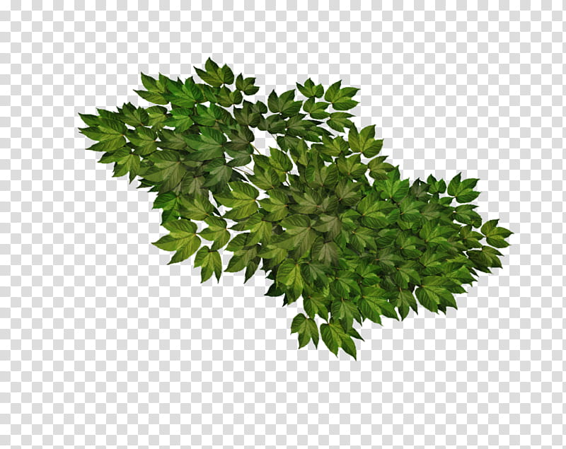 D Poison Ivy, green plant transparent background PNG clipart