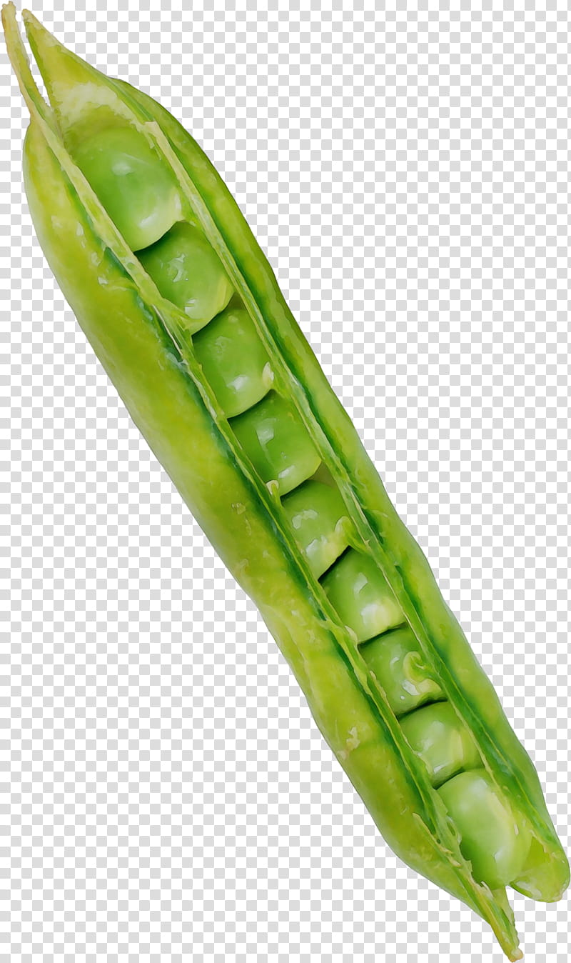 vegetable plant legume hyacinth bean food, Watercolor, Paint, Wet Ink, Pea, Common Bean, Snow Peas, Parkia Speciosa transparent background PNG clipart