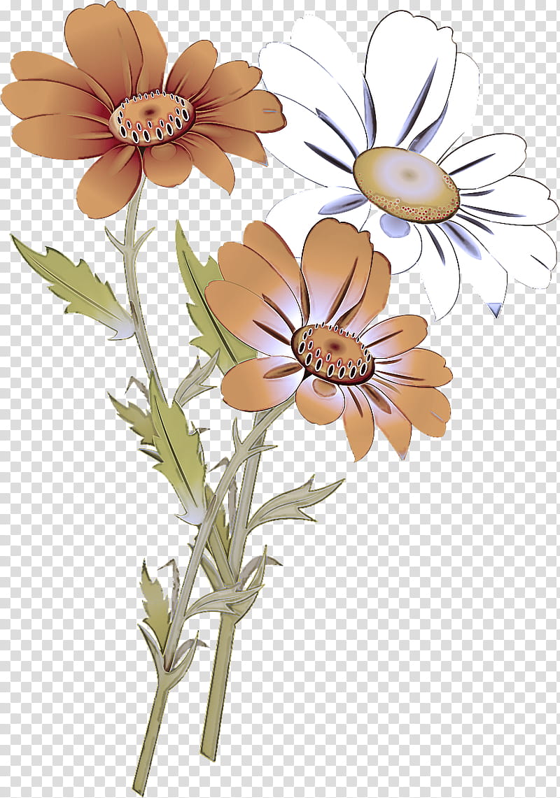 Daisy, Flower, Chamomile, Mayweed, Plant, Flowering Plant, Camomile, Oxeye Daisy transparent background PNG clipart