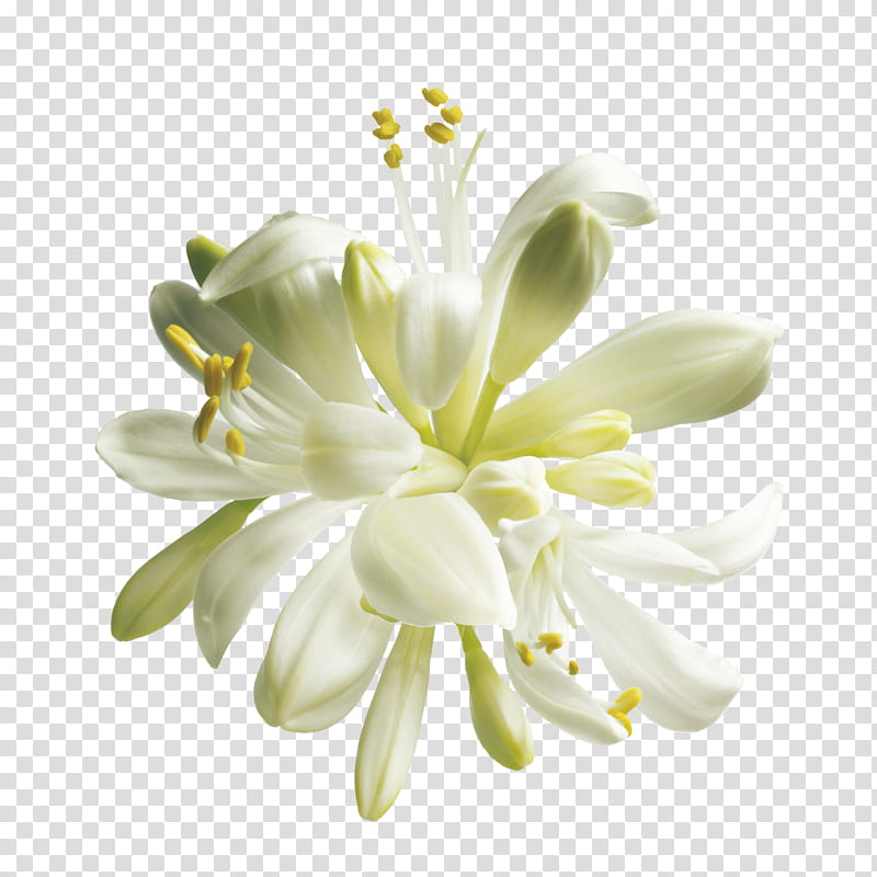 White Lily Flower, Body Shop Body Butter, Lotion, Moisturizer, Shea Butter, Drumstick Tree, Body Shop Hemp Hand Protector, Body Shop Body Lotion transparent background PNG clipart
