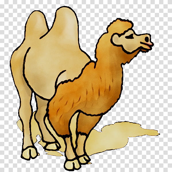 Christmas, Dromedary, Bactrian Camel, Desert, Christmas Day, Drawing, Camelid, Cartoon transparent background PNG clipart