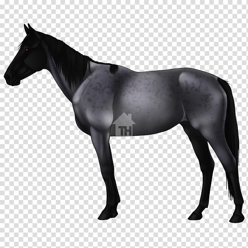 Horse, Mustang, Appaloosa, Akhalteke, Arabian Horse, Mane, American Paint Horse, American Quarter Horse transparent background PNG clipart