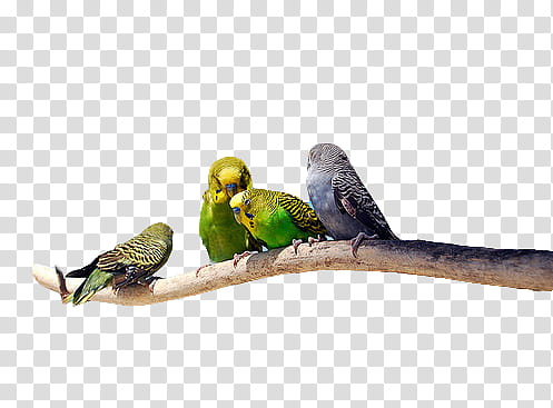 , four assorted parakeets transparent background PNG clipart