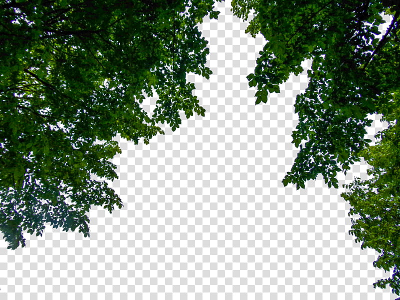 Hanging Branches  June , low-angle of green trees under clear white sky transparent background PNG clipart