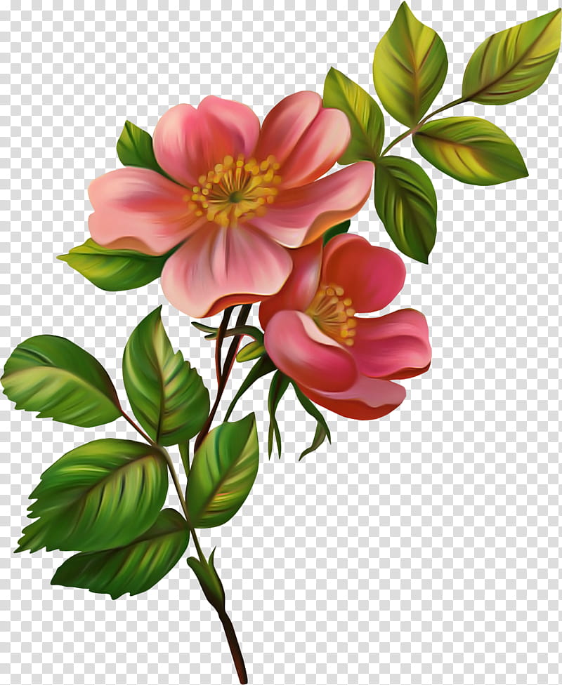 Rose, Flower, Flowering Plant, Petal, Prickly Rose, Pink, Rosa Rubiginosa, Rose Family transparent background PNG clipart