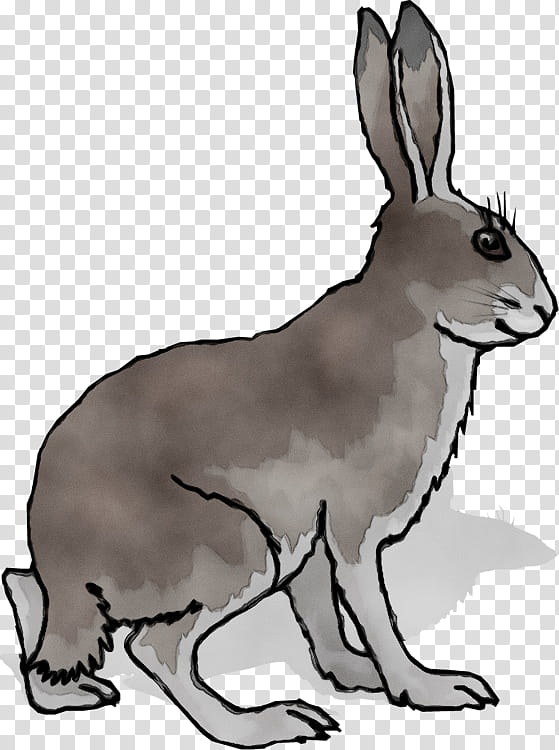 Animal, Macropods, Dog, Whiskers, Paw, Rabbit, New England Cottontail, Hare transparent background PNG clipart