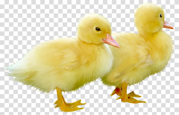 Cute Little Ducks, two yellow ducklings transparent background PNG clipart