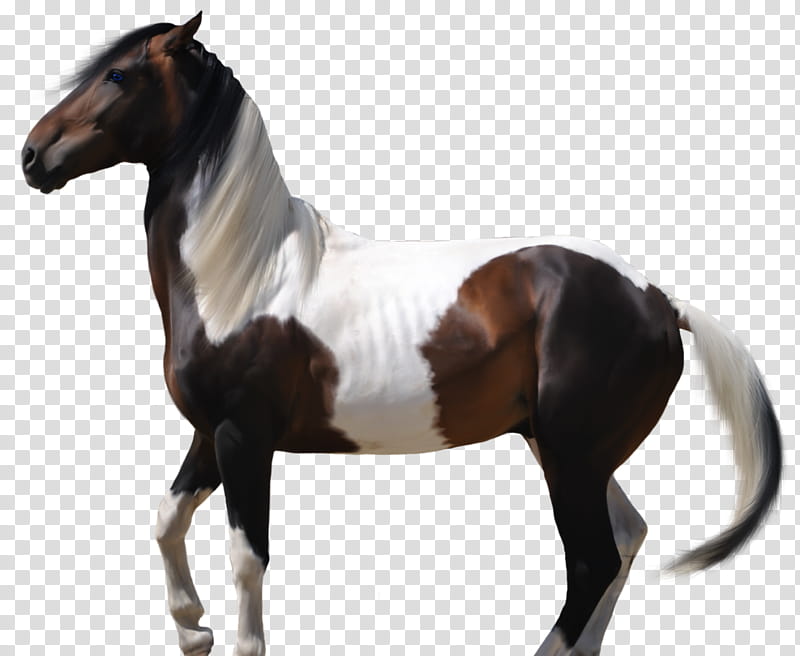Caballo, white and brown horse transparent background PNG clipart