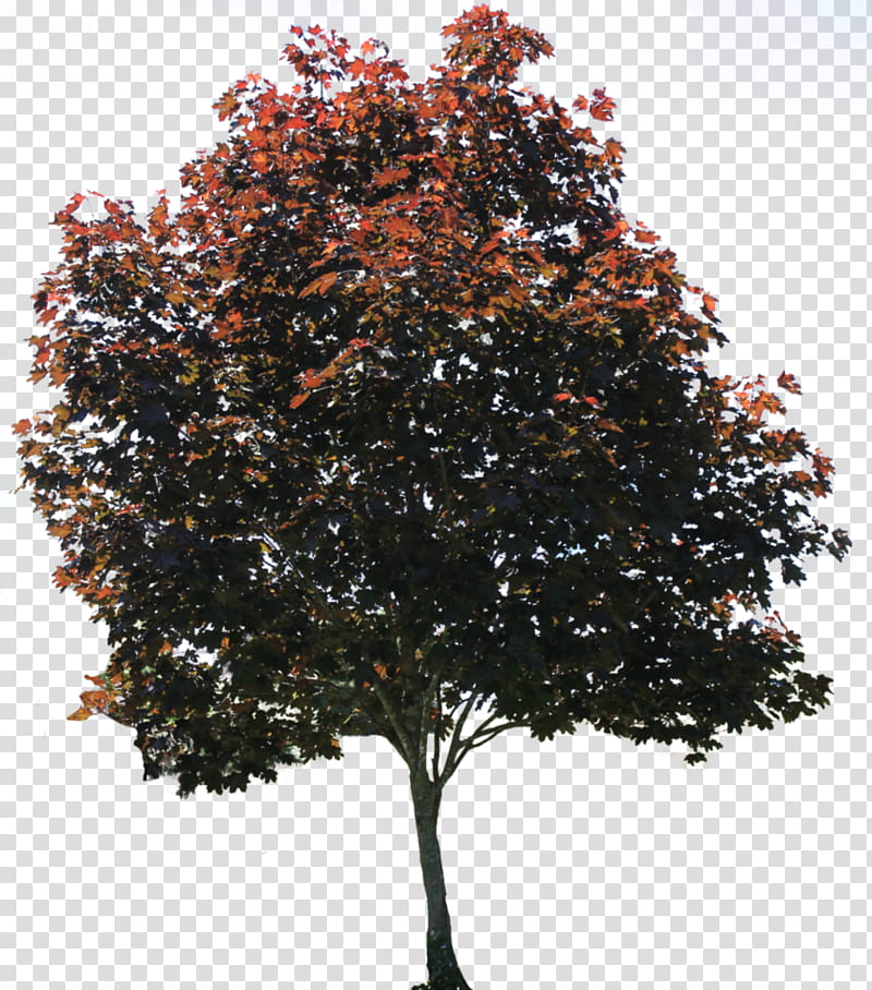 green and orange tree transparent background PNG clipart