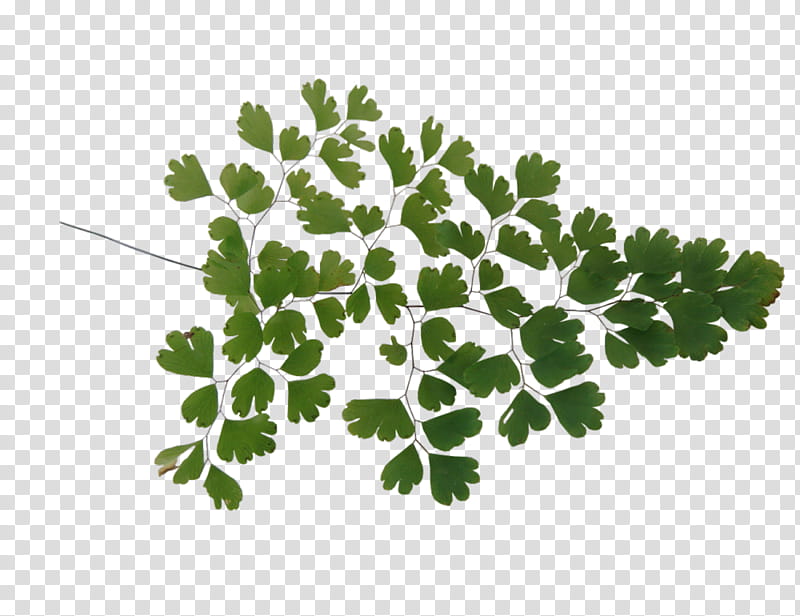 Leaf Painting, Greens, Defoliation, TinyPic, Leaf Vegetable, Plant, Tree, Herb transparent background PNG clipart