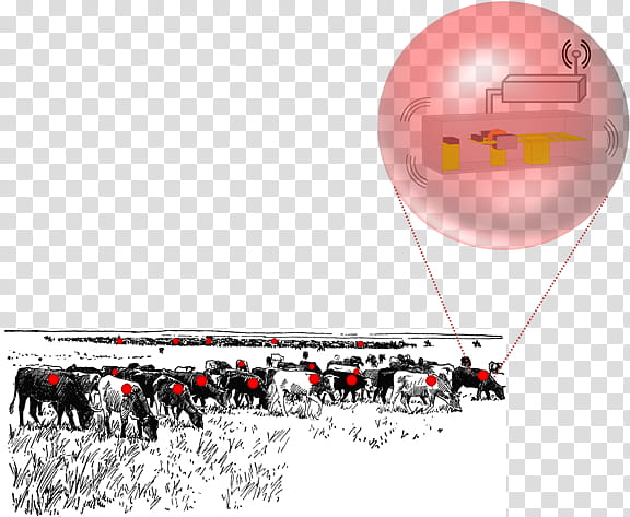 Black Balloon, Angus Cattle, Ayrshire Cattle, Welsh Black Cattle, Jersey Cattle, Dairy Cattle, Grazing, Drawing transparent background PNG clipart