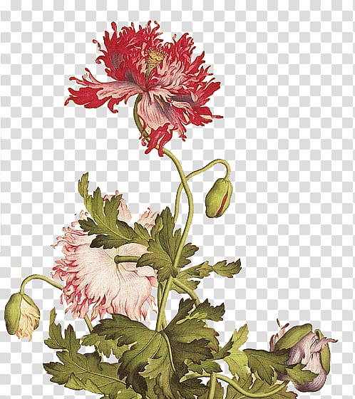 flower, red cluster flower illustration transparent background PNG clipart