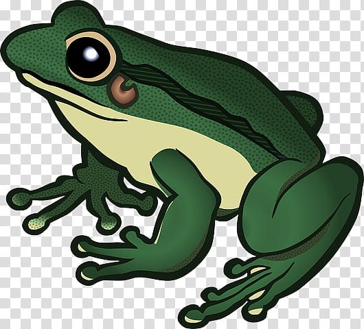 frog true frog hyla tree frog tree frog, Green, Toad, Shrub Frog transparent background PNG clipart