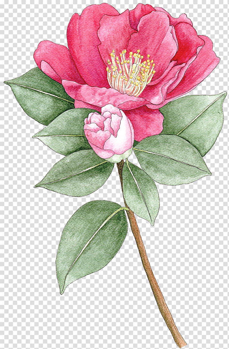 flower plant pink petal chinese peony, Common Peony, Camellia, Camellia Sasanqua, Watercolor Paint, Japanese Camellia, Wild Peony, Cut Flowers transparent background PNG clipart