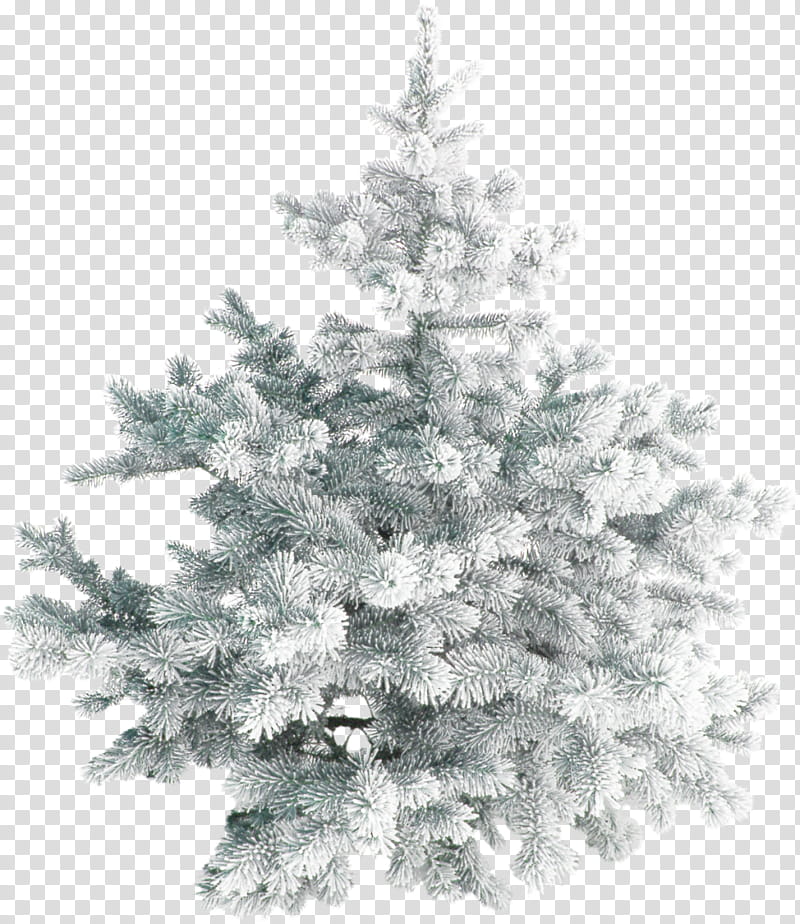 Christmas Tree Snow, Christmas Day, Santa Claus, Fir, Pine, Spruce, Christmas Decoration, Holiday transparent background PNG clipart