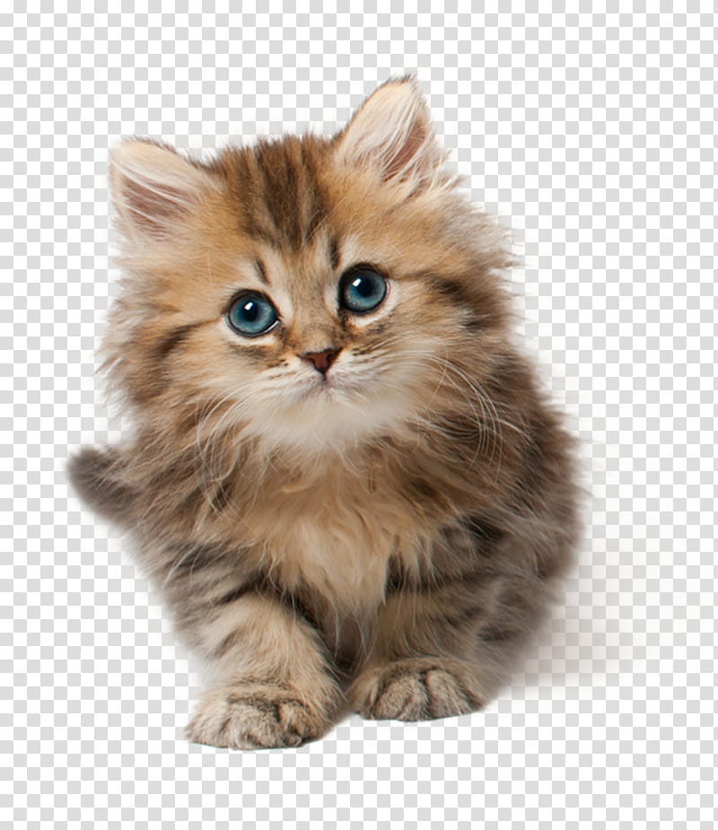 Kitten, brown tab transparent background PNG clipart