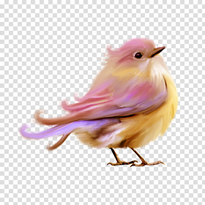 Robin Bird, Pigeons And Doves, Lovebird, Parrot, Cockatiel, Old World Flycatchers, Animal, Pink transparent background PNG clipart