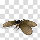 Spore creature Alexandra Birdwing female transparent background PNG clipart