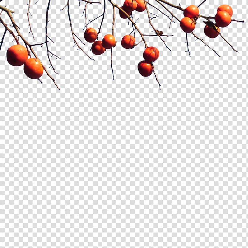 Fruit Tree, Rose Hip, Plant, Branch, Hawthorn, Chinese Hawthorn, Twig, Flower transparent background PNG clipart