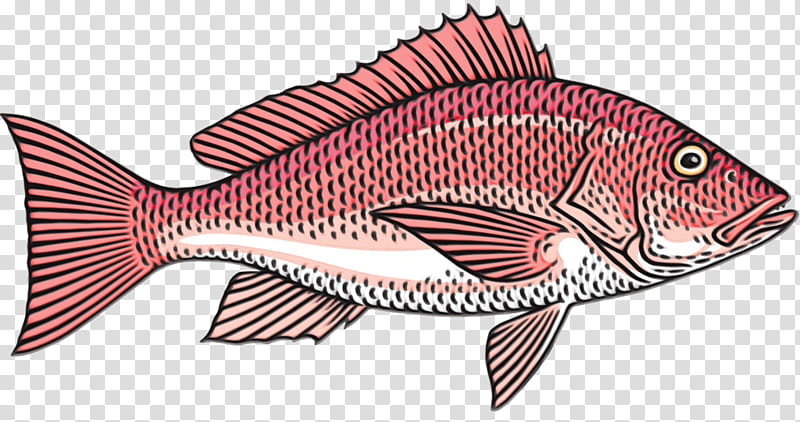 fish fish snapper fish products red snapper, Watercolor, Paint, Wet Ink, Tilapia, Parrotfish, Bonyfish transparent background PNG clipart