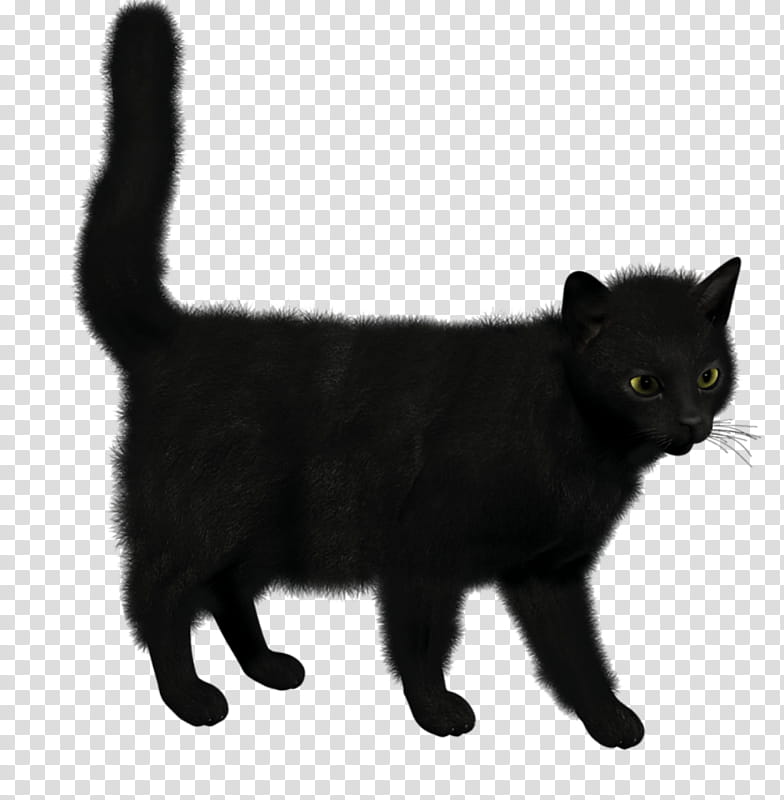 Cat, Bombay Cat, Siamese Cat, Kitten, Malayan Cat, Black Cat, American Wirehair, Cymric transparent background PNG clipart