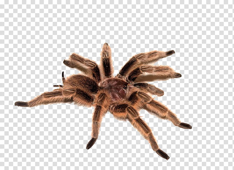 Spider, brown and black tarantula spider transparent background PNG clipart