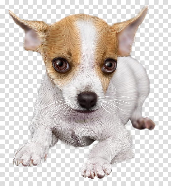 Rat, Chihuahua, Toy Fox Terrier, Tenterfield Terrier, Miniature Fox Terrier, Puppy, Rat Terrier, Breed transparent background PNG clipart