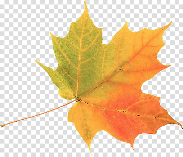 Autumn, yellow maple leaf transparent background PNG clipart