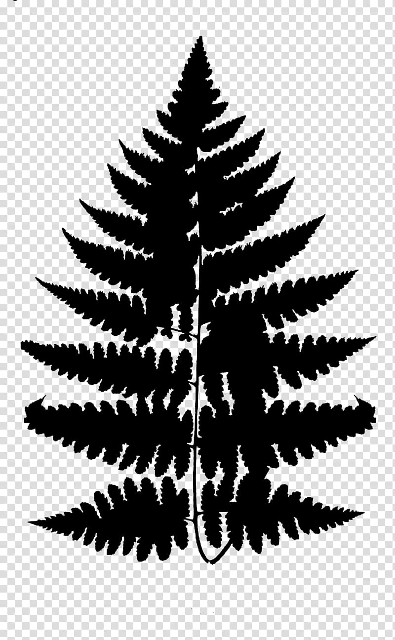 Christmas Black And White, Fern, Drawing, Frond, Vascular Plant, Shortleaf Black Spruce, Yellow Fir, Colorado Spruce transparent background PNG clipart