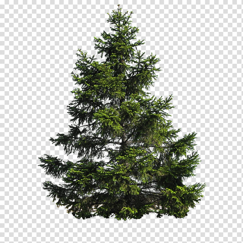 Christmas Black And White, Fir, Conifers, Scots Pine, Tree, Spruce, Branch, Conifer Cone transparent background PNG clipart