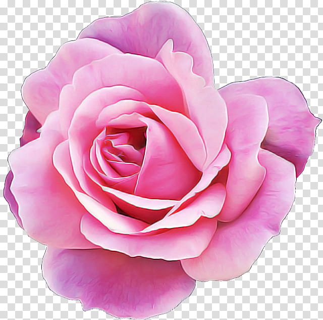 Garden roses, Petal, Pink, Flower, Hybrid Tea Rose, Rose Family, Floribunda, Plant transparent background PNG clipart