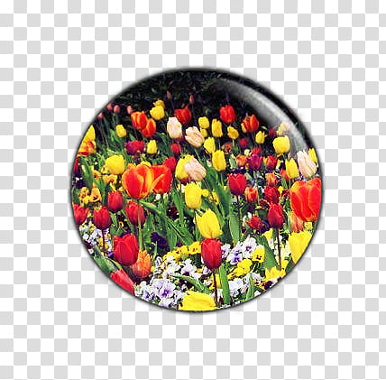Pins , yellow and red tulip flowers illustration transparent background PNG clipart