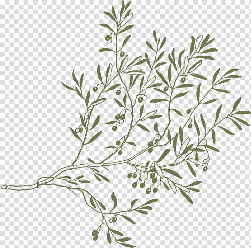 Olive Tree Drawing, Olive Branch, Olive Oil, Bay Laurel, Olive Leaf, Olive Wreath, Plant, Flower transparent background PNG clipart