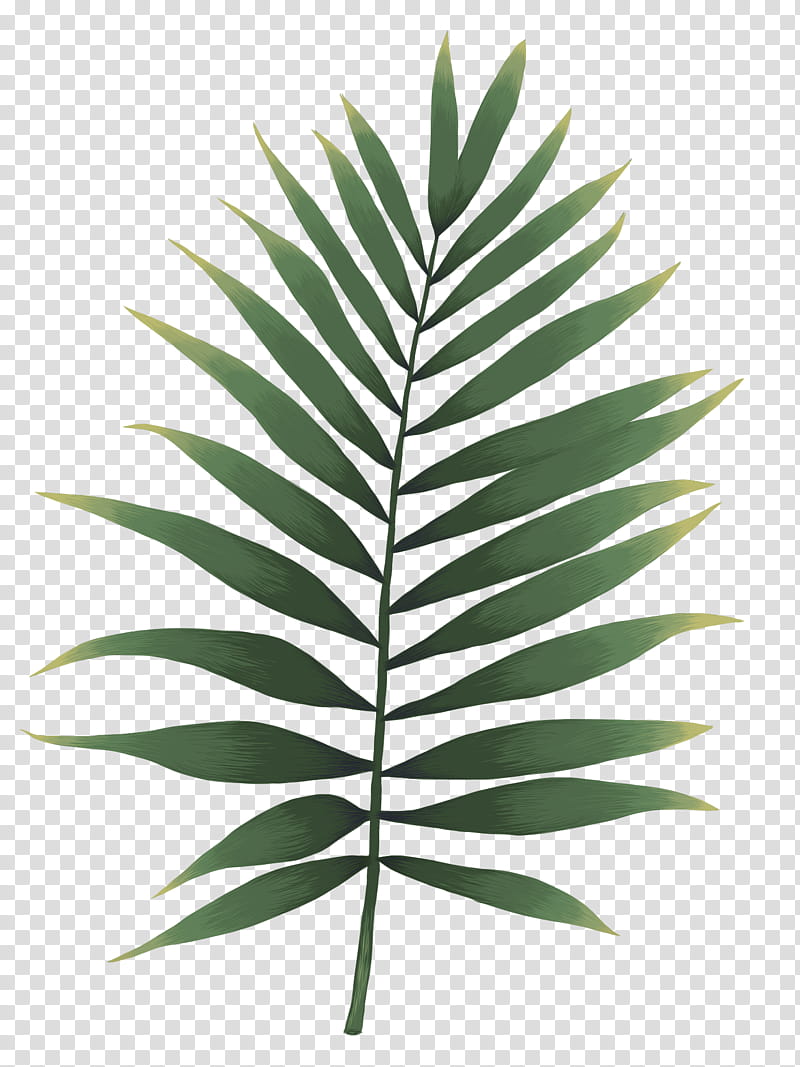 Palm Tree Drawing, Watercolor Painting, Leaf, Fern, Watercolor Flowers, Staghorn Ferns, Frond, Canvas transparent background PNG clipart