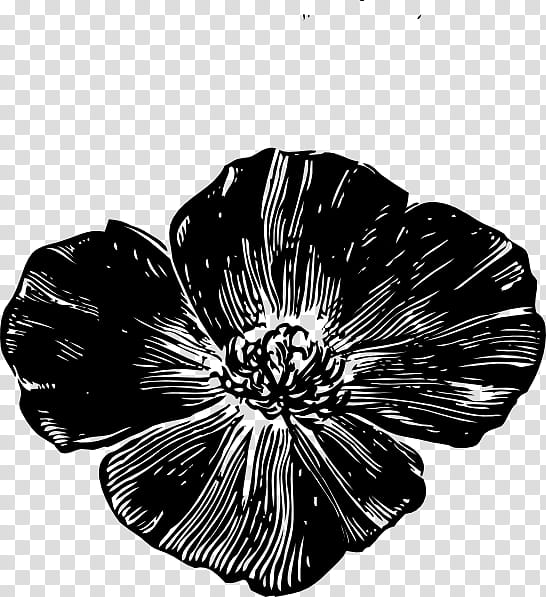 Hibiscus Flower, Plants, Petal, Blackandwhite, Poppy Family, Wildflower, Mallow Family, Herbaceous Plant transparent background PNG clipart