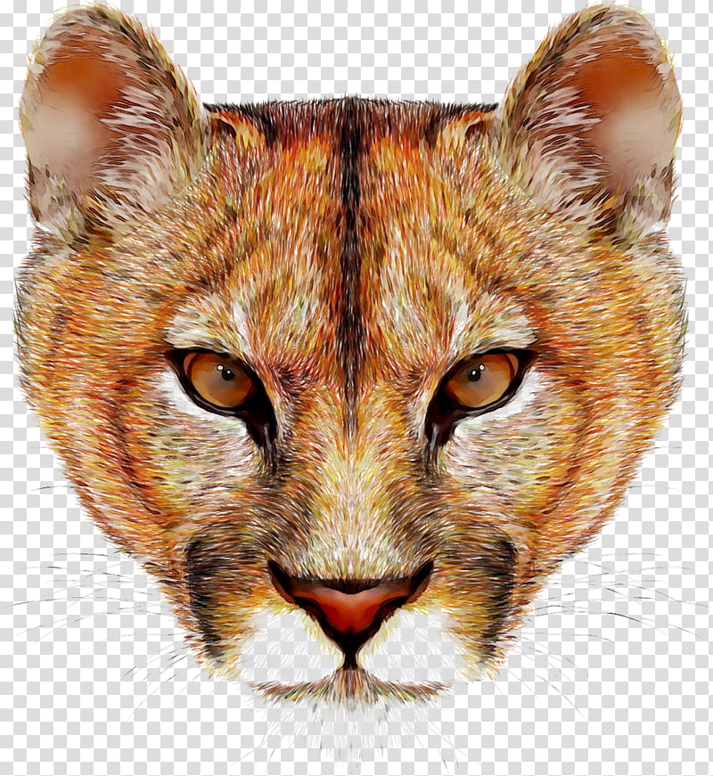 Lion, Cougar, Small To Mediumsized Cats, Whiskers, Wildlife, Head, Nose, Snout transparent background PNG clipart