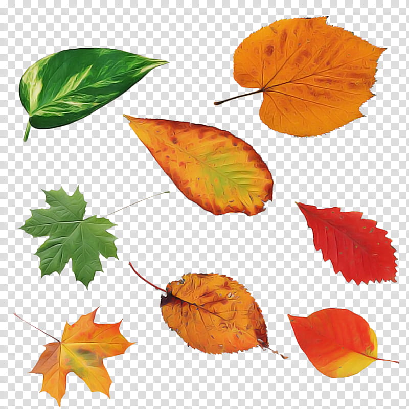 Orange, Leaf, Tree, Deciduous, Plant, Woody Plant, Flower, Beech transparent background PNG clipart