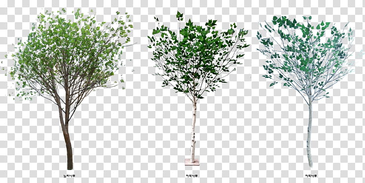 Birch Tree, Shrub, Sauce, Blog, Plants, Landscape Architecture, Naver, Plant Stem transparent background PNG clipart