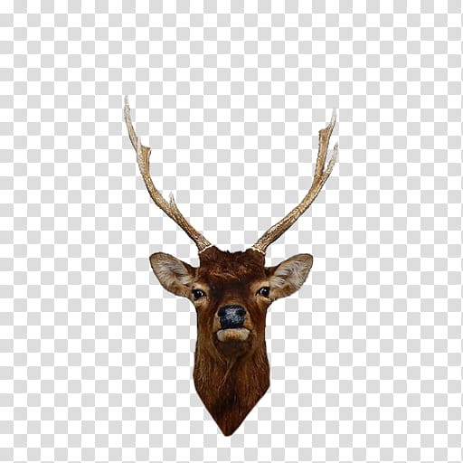 Reindeer, Elk, Red Deer, Antler, Sika Deer, Rut, Hunting, Europe transparent background PNG clipart