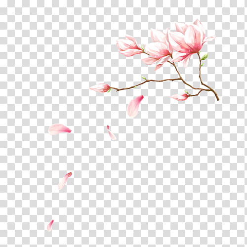 Cherry Blossom, Midautumn Festival, Flower, Petal, Cerasus, Pink, Plant, Branch transparent background PNG clipart