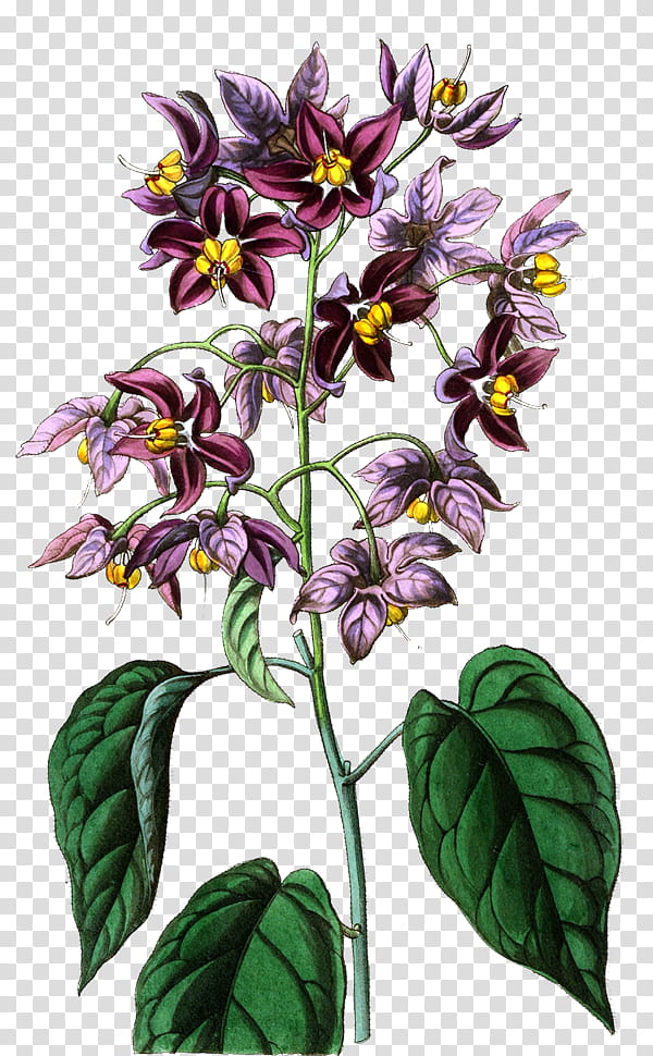 Watercolor Flower, Blog, Watercolor Painting, Editing, Plant, Flora, Plant Stem, Herb transparent background PNG clipart