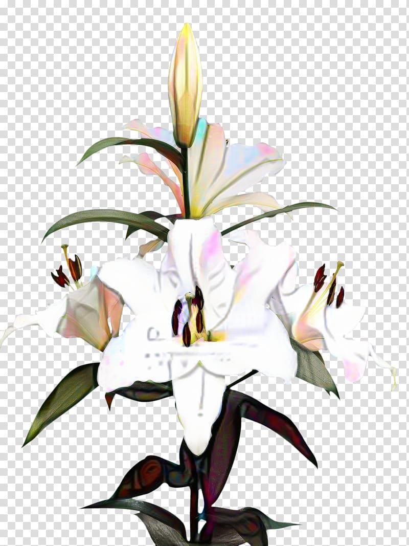 Lily Flower, Madonna Lily, Bulb, Cut Flowers, Drawing, Blog, Plant, Stargazer Lily transparent background PNG clipart