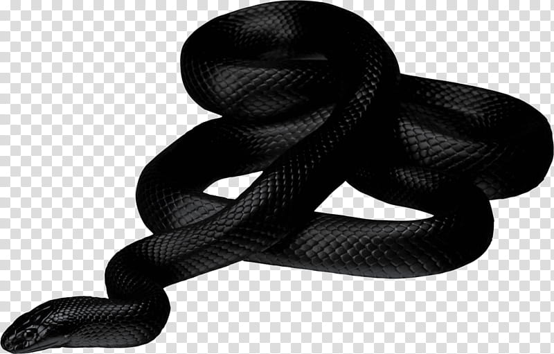 Snake, Snakes, Reptile, Vipers, Black Mamba, Redbellied Black Snake, Venomous Snake, Texas Rat Snake, Green Snakes transparent background PNG clipart