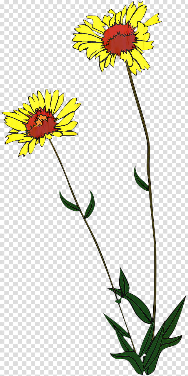 Flowers, Chrysanthemum, Oxeye Daisy, Cut Flowers, Floral Design, Dandelion, Common Sunflower, Sunflower Seed transparent background PNG clipart