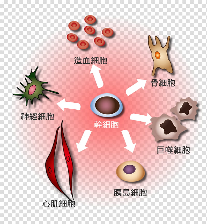 Red Blood Cell, Hematopoietic Stem Cell, Cellular Differentiation, White Blood Cell, Haematopoiesis, Endothelium, Platelet, Bone Marrow transparent background PNG clipart