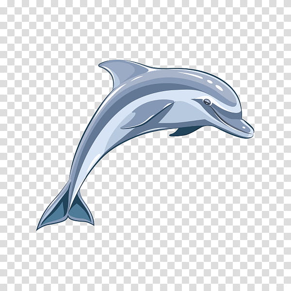 Dolphin, Bottlenose Dolphin, Shortbeaked Common Dolphin, Fin, Cetacea, Common Dolphins, Striped Dolphin, Roughtoothed Dolphin transparent background PNG clipart