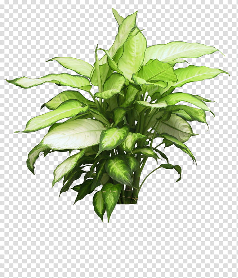 Pot Leaf, Flowerpot, Houseplant, Palm Trees, Chamaedorea Elegans, Painting, Plants, Herb transparent background PNG clipart