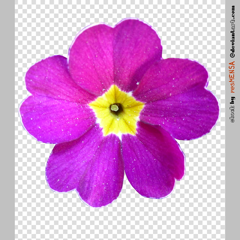 Primula mix , purple and yellow petaled flower transparent background PNG clipart