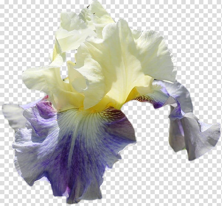 Blue Iris Flower, Orris Root, Watercolor Painting, Orchids, Rainbow, Northern Blue Flag, Perfume, Purple transparent background PNG clipart
