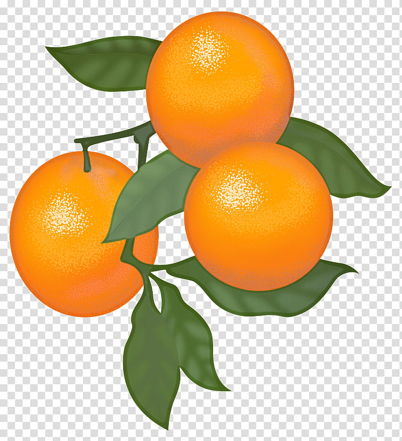 Orange, Citrus, Fruit, Rangpur, Mandarin Orange, Tangerine, Plant, Clementine transparent background PNG clipart